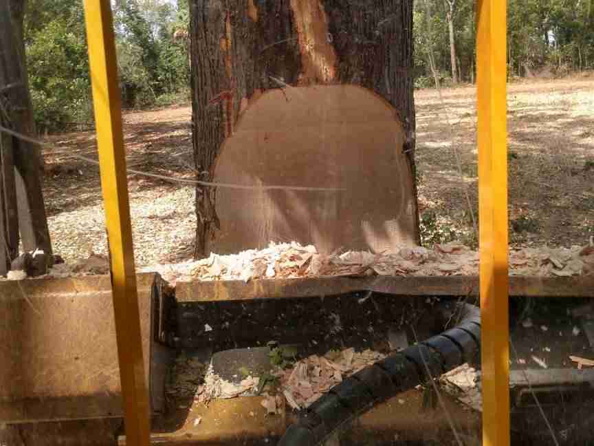 Tree being cut with mechanical saw.