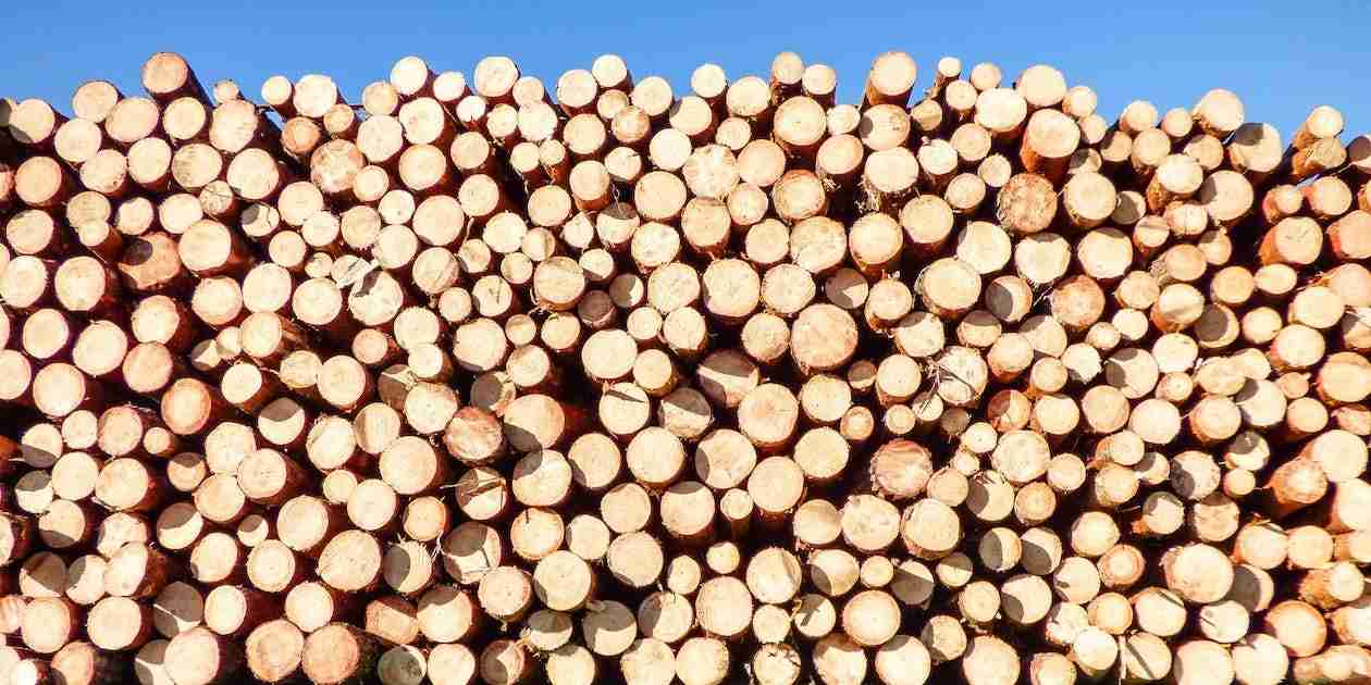 After timber harvest forest restoration and land clearing services in Statesboro Georgia